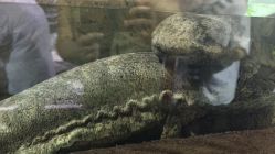 点击看大图 -Zoolung Zoolung动物主题公园(海信广场店)