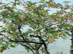 -浙江西子宾馆·瑶园咖啡厅