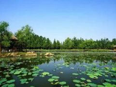 -渡海小渔村.老辈日照菜