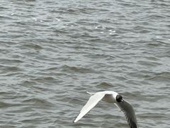 -人民防洪胜利纪念塔