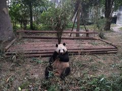 -成都大熊猫繁育研究基地