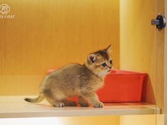 -Pets First伊珊娜洗护·精致美容·家庭式寄养(新会路店)