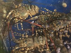 -幸福姐海鲜大排档