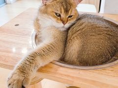 -有喵·猫咖·狗咖·30几只猫10只小狗(岗厦店)