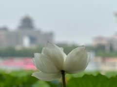 -莲花池公园