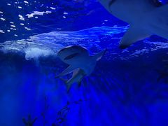 -太平洋海底世界