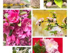 -海棠花溪(元大都城垣遗址公园)