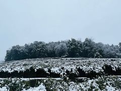 -中国茶叶博物馆(双峰馆区)