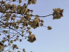 -高东镇樱花园