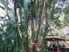 -海南热带野生动植物园