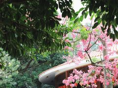 -雁南飞茶田景区