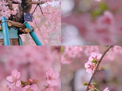 -上海辰山植物园