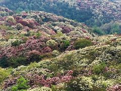 -贵州百里杜鹃风景名胜区