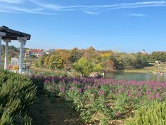 -大塘金香草谷