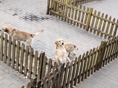 -北京市海淀外国语实验学校