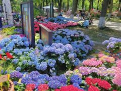 -上海鲜花港