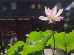 -成都市文殊院