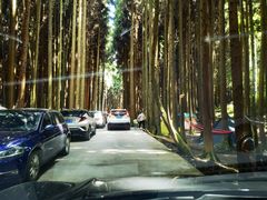 -武陵山森林公园