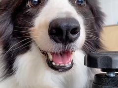 -创凡宠物医院·骨专科  猫科中心(西乡分院)