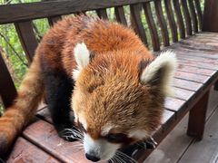 -普洱太阳河森林公园