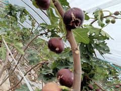 -武汉世外桃源农庄