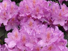 -名花谷生态庄园