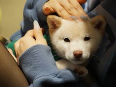 -逗柴咖啡屋·狗咖猫咖宠物桌游