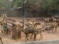 -清迈夜间动物园