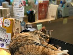 -猫的天空之城概念书店(杭州南宋御街店)