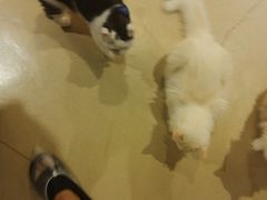 -藏猫猫咖啡主题馆(中央大道店)