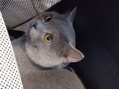 -BABIT巴比特宠物(MOMOPARK店)