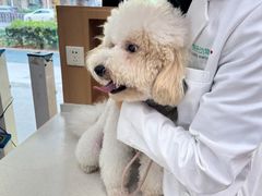 -联合动物医院(光谷诊疗中心)
