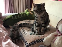 -纳吉亚猫专科动物诊疗中心(蒋宅口分院)