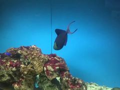 -北戴河圣蓝海洋公园