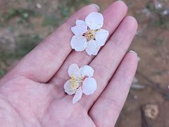-无锡梅园公园