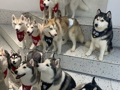 -Husky Go!哈士奇体验馆·宠物咖啡厅狗咖