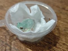 -酷以爬仙阁实体爬宠店·守宫·蜥蜴·专业繁育