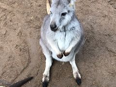 -费瑟代尔野生动物园