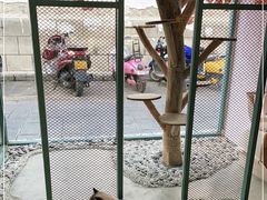 -喵屿·大理花园猫咖