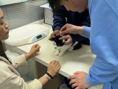 -顺强宠物诊所·狂犬免疫·夜诊·骨科(嘉定店)