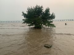 -宝安西湾红树林湿地公园