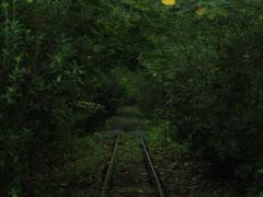 -合肥滨湖国家森林公园