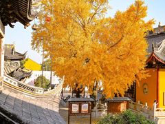 -上海青龙寺