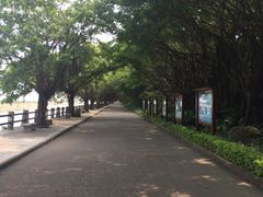 -大湾区中央湿地公园