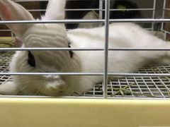 -藦茜花园宠物主题亲子互动体验馆(国顺东路店)