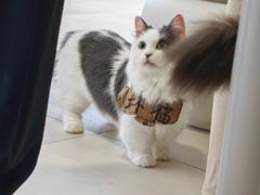 -怪兽屋·羊驼·猫咖·狗咖(俊华广场店)