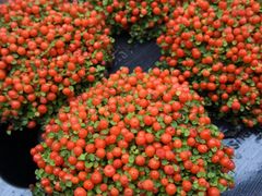 -龙大花卉苗木市场