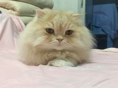 -乐派堂宠物医院·猫友好· 心脏科(东街店)