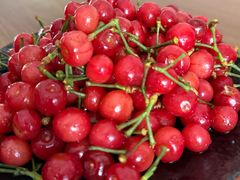 -北宅大永樱桃采摘基地(崂山总部)