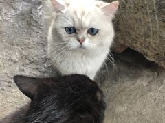 -喵屿·大理花园猫咖